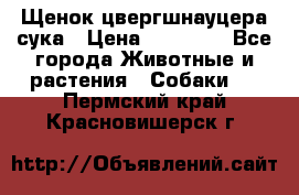 Щенок цвергшнауцера сука › Цена ­ 25 000 - Все города Животные и растения » Собаки   . Пермский край,Красновишерск г.